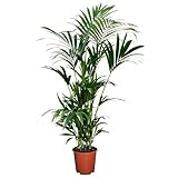 Plant in a Box - Howea forsteriana - Kentia Farn-Palme - Zimmerpflanze - Immergrün - Topf 18cm - Höhe 90-100cm