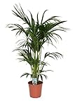Kentia Palme 140-160 cm Howea forsterian Zimmerpflanze Palme im Topf - Luftreinigend - Pflanzen Palme