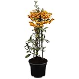 Feuerdorn Orange Glow Pyracantha Orange Immergrüne Pflanze als Sichtschutz-Hecke - Heckenpflanze/Kletterpflanze von Garten Schlüter