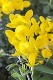 Färberginster Pflanze - Genista tinctoria C3, 30-40cm, Gelbe Blüten, Winterhart & Pflegeleicht, Zierstrauch für Garten