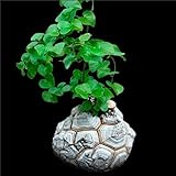 Dioscorea elephantipes - Sunnyplants, Hottentot Bread, Dioscorea, Testudinaria, Caudex, Caudex Plant, Caudiciform, Caudiciform Plant, Caudex Succulent