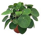 Glückstaler, (Pilea peperomioides), Chinesischer Geldbaum, Zimmerpflanze, (im 12cm Topf)