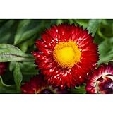 Strohblume 'SUNBRELLA™ Red', Bracteantha 'SUNBRELLA™ Red' - im Topf 13 cm, in Gärtnerqualität von Blumen Eber - 13 cm
