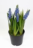 Traubenhyazinthe/Hyazinte 22cm im Topf JA Kunstblumen Blumen Pflanzen künstliche Muscari (Blau-Lila)