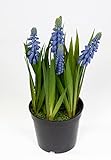 Traubenhyazinthe/Hyazinte 22cm im Topf JA Kunstblumen Blumen Pflanzen künstliche Muscari (Blau-Lila)