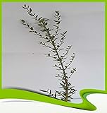 Olea europaea sylvestris (Wild Olive Tree) – Pflanze