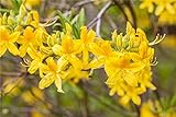 Rhododendron lut. 'Goldtopas' Sommergrüne Azalee 40-60cm im Topf gewachsen