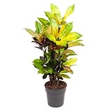 Plant in a Box - Codiaeum variegatum 'Mrs. Iceton' - Einzigartige Zimmerpflanze - Kroton - Wechselt langsam die Farbe - Topf 19cm - Höhe 60-70cm