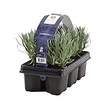 6er-Pack - Lavandula Angustifolia - Lavendel - Strauch - Winterhart – ⌀15-20 cm