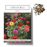Zinnien Samen Mix (Zinnia) - Farbenprächtige Sommerblumen für das Beet, den Balkon, die Terrasse und als Schnittblume in Vasen