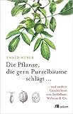 Die Pflanze, die gern Purzelbäume schlägt …: …und andere Geschichten von Seidelbast, Walnuss & Co.
