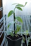 SEEDS Vanilla Orchid (Vanilla planifolia) - Medium Plant : Only seeds