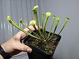 Exotenherz - Schlauchpflanze - Sarracenia - Überraschungssorte - 9cm Topf