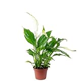 Einblatt weiß - pflegeleichte Zimmerpflanze, Spathiphyllum Yess - Höhe ca. 15 cm, Topf-Ø 6 cm