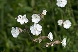 Weiße Lichtnelke Silene latifolia (Silene alba) 500 Samen