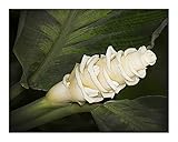 Calathea warscewiczii - Korbmarante - 10 Samen