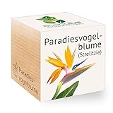 Feel Green - WE CREATE NATURE 297517 Feel Green Ecocube Paradiesvogelblume, Nachhaltige Geschenkidee (100% Eco Friendly), Grow Your Own/Anzuchtset, Pflanzen Im Holzwürfel, Made in Austria