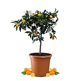 Meine Orangerie Kumquat Mezzo - echte Zitruspflanze im 6,5 Liter Topf - Fortunella margarita - Ovale Kumquat - Kumquat Tree - Zwergorange
