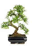 Bonsai Baum mit Keramik Blumentopf - Ligustrum, Ficus, Carmona, Podocarpus, Chinese elm - ca. 6-9 Jahre (20cm Schale ca. 8 Jahre, Chinese elm P20 S)