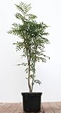 Sorbus aucuparia 'Autumn Spire' -R- C 5, Eberesche 80-100cm, Säulenform, Herbstfärbung, Winterhart