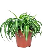 Grünlilie 'Bonnie' - pflegeleichte Zimmerpflanze, Chlorophytum Comosum - Höhe ca. 25 cm, Topf-Ø 12 cm