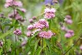 Caryopteris clandonensis 'Pink Perfection' ® | Bartblume | 3L Topf | 40-60cm | Rosa Blüten | Winterhart | Zierstrauch