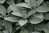 Salbei 'Würzburg' Pflanze - Salvia officinalis, Aromatisch, Mehrjährig, Winterhart, Küchenkraut, 0,5L Topf