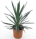 Winterharte Yucca Palmlilie - Yucca gloriosa - verschiedene Größen (60-70cm - Topf Ø 26cm - 8 Ltr.)
