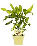 Zimt-Aroma, Zimtaroma-Pflanze, Elettaria cardamomum, frisches Zimt-Aroma, im 12 cm Topf