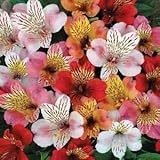 Peruanische Lilie Hybrid Mix Blumensamen (Alstroemeria Hybrida Dr.Salters Mix) 60 + Seeds