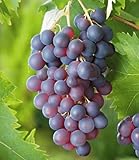 BALDUR Garten Kernlose Tafel-Trauben 'Venus®', 1 Pflanze, Weinreben, Vitis vinifera, winterhart, mehrjährig, Vitis vinifera, Kletterpflanze, essbare Früchte