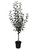 Gute Luise Herbstbirne ein Birnenbaum als Buschbaum 110-140 cm 9,5 Liter Topf Unterlage Quitte A