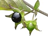 Tollkirsche 50 Samen (Atropa belladonna) **Winterhart** -Schwarze Tollkirsche-