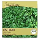 Samenliebe BIO Rauke Samen alte Sorte Wilde Rauke leicht bittere scharfe Rucola Wildkräuter grün 1500 Samen samenfestes Kräuter Saatgut für Küche indoor und Balkon Garten mehrjährig und winterhart