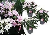 Plant in a Box - Starcluster Pentas - Rubiaceae - 3er Mix - Blühende Zimmerpflanze - Topf 13cm - Höhe 25-45cm