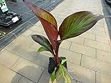 rote Zierbanane 20-30 cm Ensete ventricosum Maurelii - Abessinische Banane