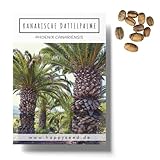 Kanarische Dattelpalme Samen (Phoenix canariensis) - Exotische Palme ideal geeignet als Kübelpflanze Indoor und Outdoor