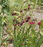 Witwenblume Mars Midget - Knautia macedonica - Gartenpflanze