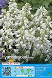 Hyacinthoides Hispanica - Weiße Waldhyazinthen winterhart 5 Blumenzwiebeln