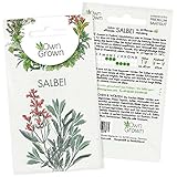 Salbei Samen (Salvia officinalis): Premium Salbei Saatgut für ca. 30 Kräuter Pflanzen – Kräutersamen für Balkon, Garten und Hochbeet kaufen – OwnGrown Samen mehrjährig für die Salbei Pflanze