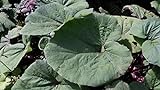 Vistaric Pestwurz (Petasites Hybridus) 100 frische Samen