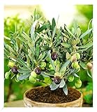 BALDUR Garten Olive, 1 Pflanze, Olea europaea Olivenbaum, mehrjährig - frostfrei halten, trockenresistent, pflegeleicht, Wasserbedarf gering, für Standort in der Sonne geeignet, blühend
