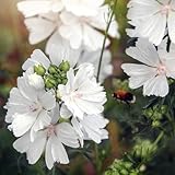 1000 Samen Moschus Malve Weiß Malva moschata Zierpflanze Bienen Blüten Duft