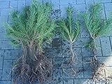 25st. Kiefer 'Pinus sylvestris' 30-60cm Waldkiefer Wurzelware Forstpflanzen Nadelgehölze