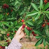 20 pcs Myrica Rubra Pflanze Samen, Obstbäume, obstsamen & -pflanzen balkonpflanzen winterhart mehrjährig bäume garten winterhart gartenpflanzen winterhart mehrjährig obstbaum, zimmerpflanzen