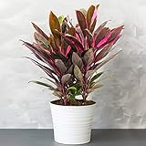 1 x Cordyline Tango (Keulenlilie) - Vielfarbige Luftreinigende Zimmerpflanzen - Topf Pflanze - Pflegeleichte Zimmerpflanzen Halbschatten - Ideale Innenraum Pflanzen - Echte Pflanzen 30-40 cm im Topf