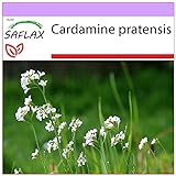 SAFLAX - Heilpflanzen - Wiesenschaumkraut - 100 Samen - Cardamine pratensis