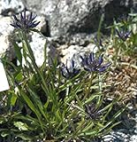 Teufelskralle - Phyteuma scheuchzeri - Gartenpflanze