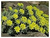 3 x Euphorbia myrsinites (Stauden/Staude/Mehrjährig/Winterhart/Immergrün) Walzen-Wolfsmilch - außergewöhnliche Blüten - toller Bodendecker - von Stauden Gänge