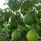 Samen für Gartenarbeit, 20 Stück rote Pomelo-Citrus Maxima, Grapefruit, Jabong, Shaddock, Obstbaum-Pflanzensamen